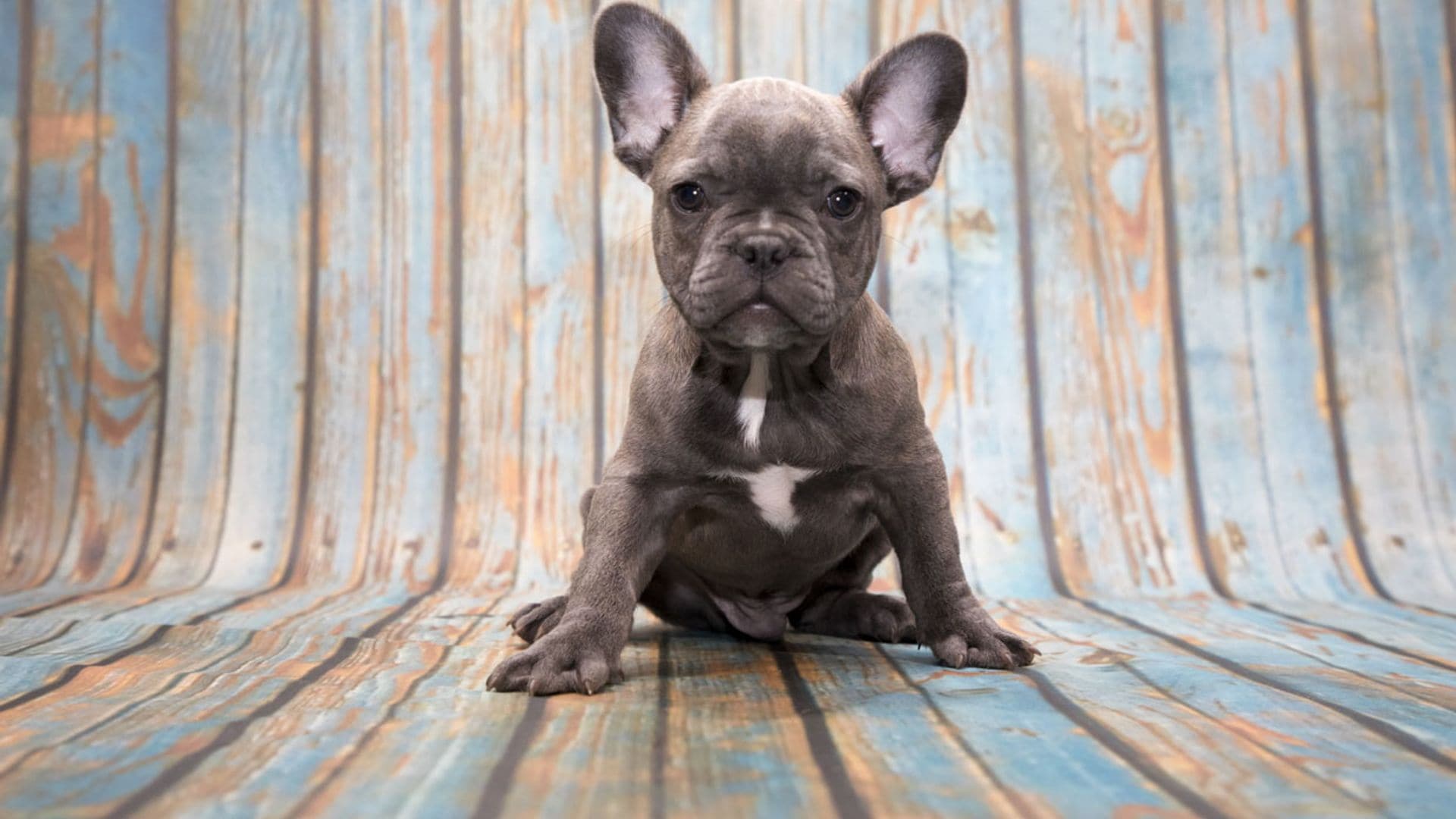 El bulldog francés o 'frenchie': características, personalidad y cuidados