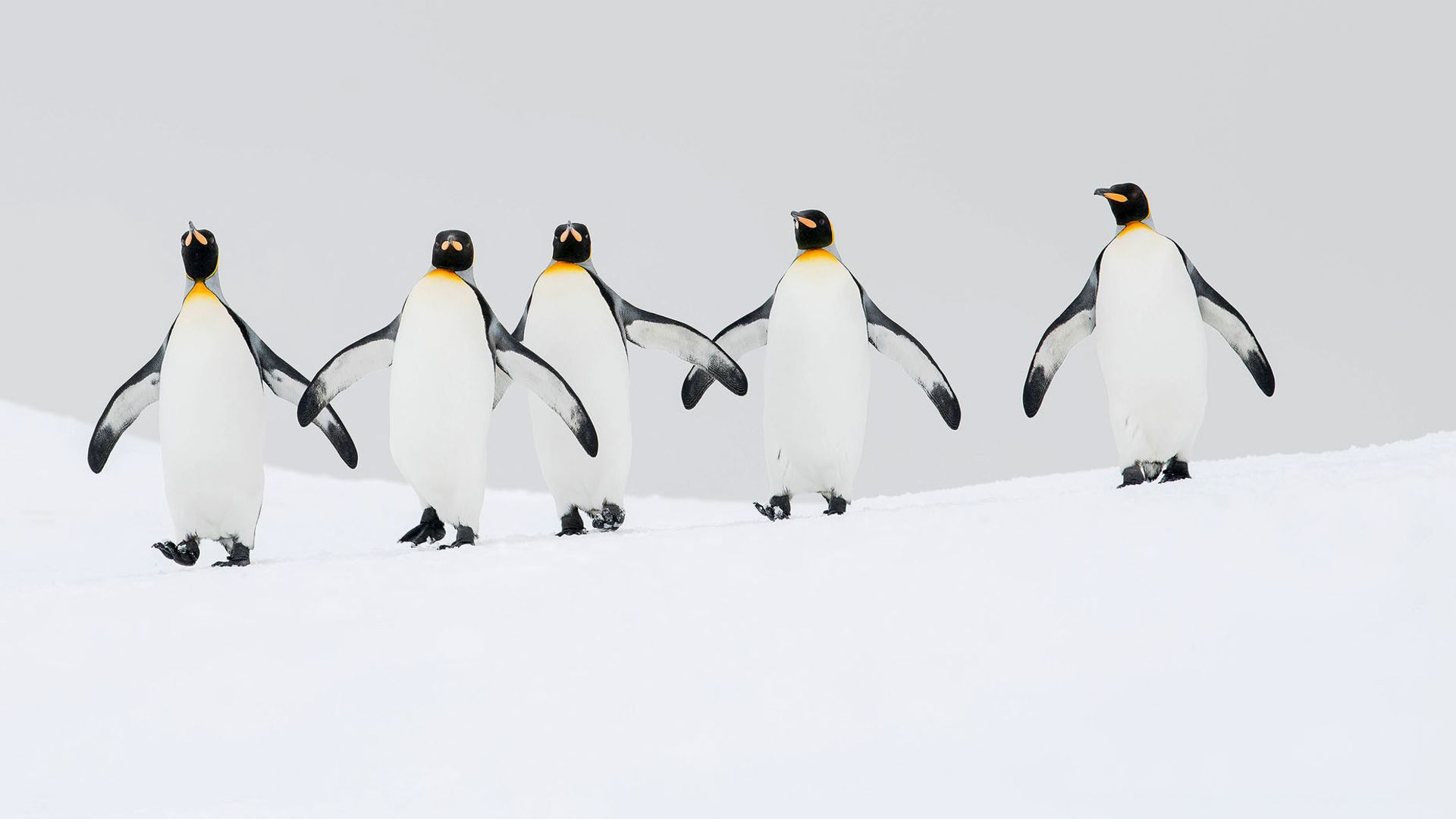 King penguins walking back to their breeding colony. Right Whale Bay, South Georgia Island