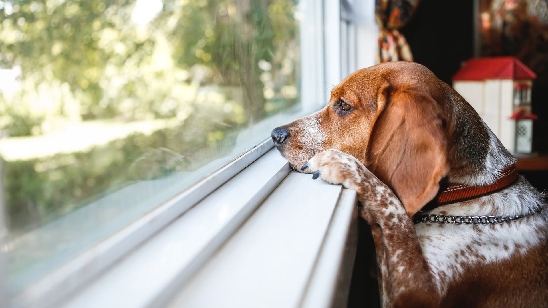 Perro esperando a su dueño 