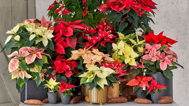 variedades colores flor pascua