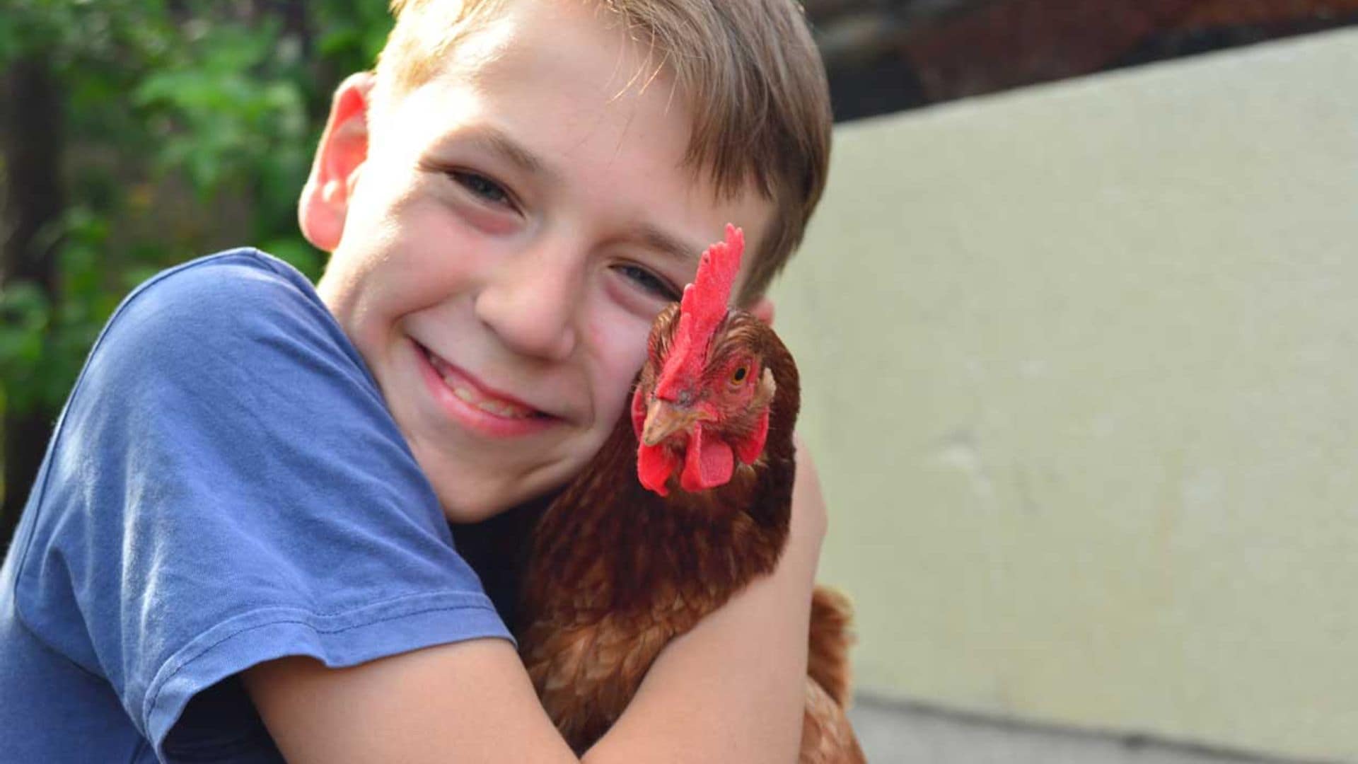 ¿Se puede tener una gallina como mascota?