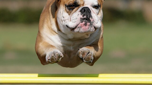 portada bulldog