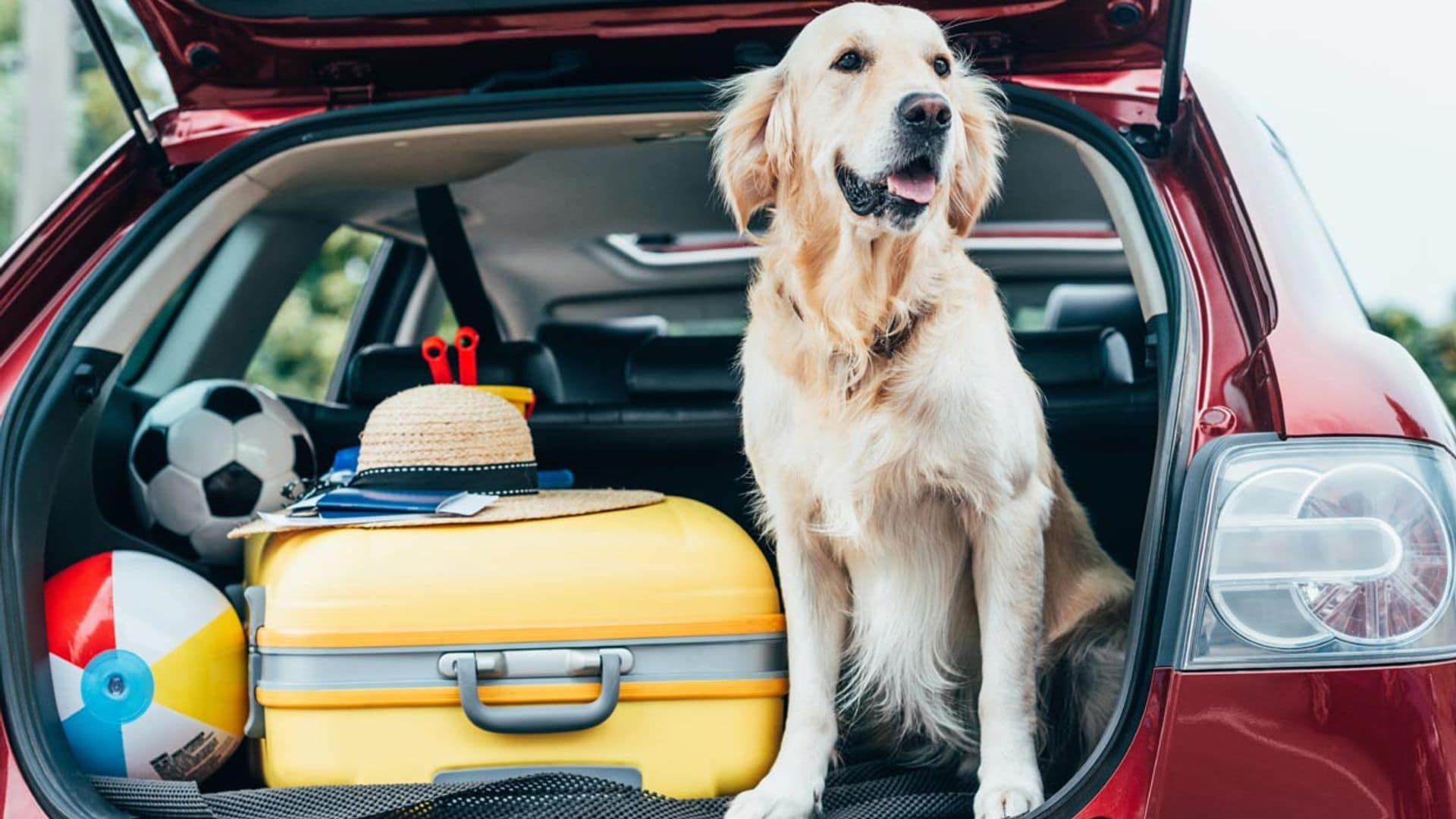 En tren, en coche, en avión... toma nota de estos consejos para viajar con tu mascota