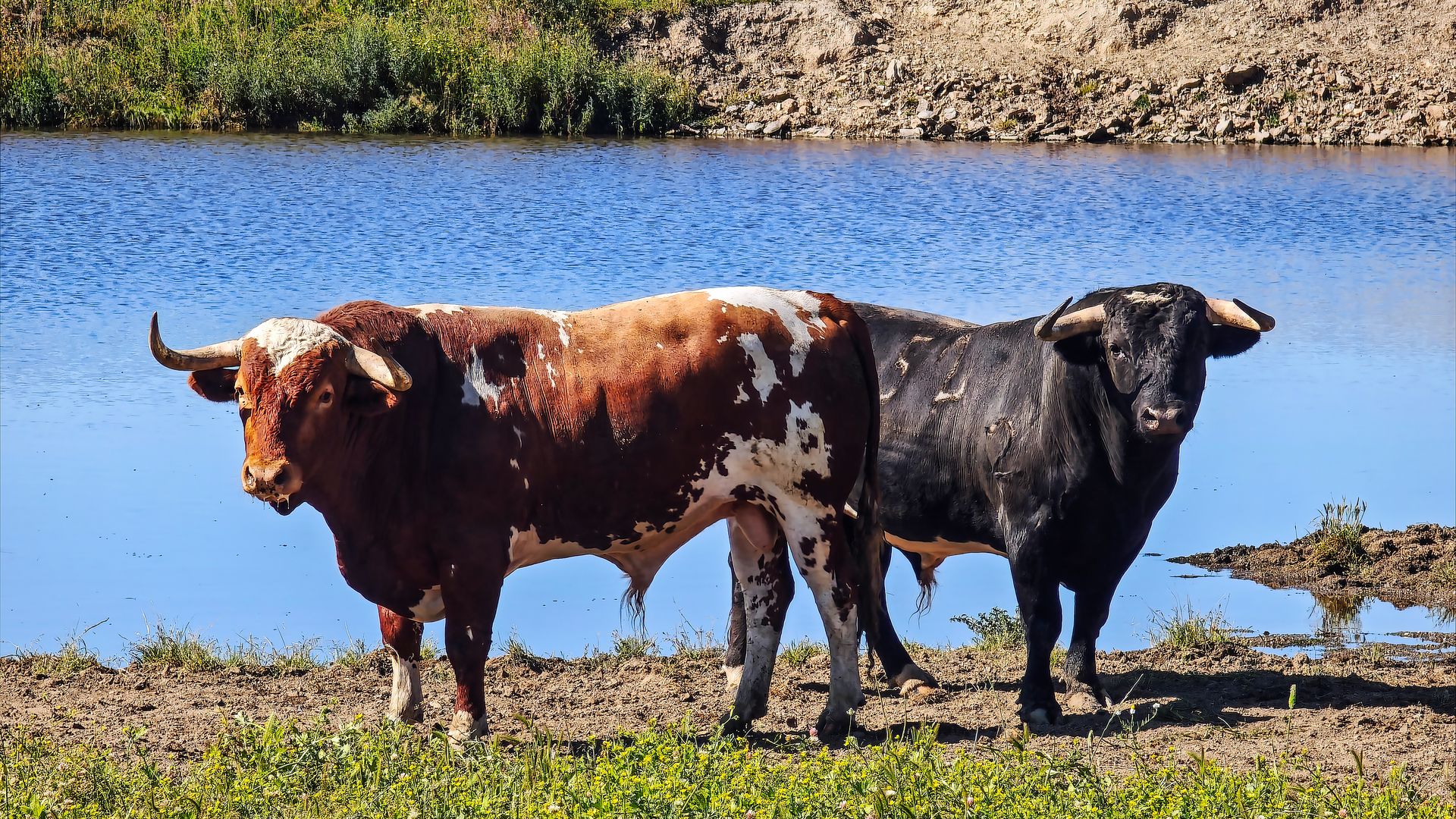'Parque Taurásico' existe y está en Extremadura: el safari en 4x4 donde puedes ver de cerca toros de 600 kilos