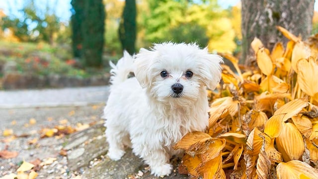 bichon maltes