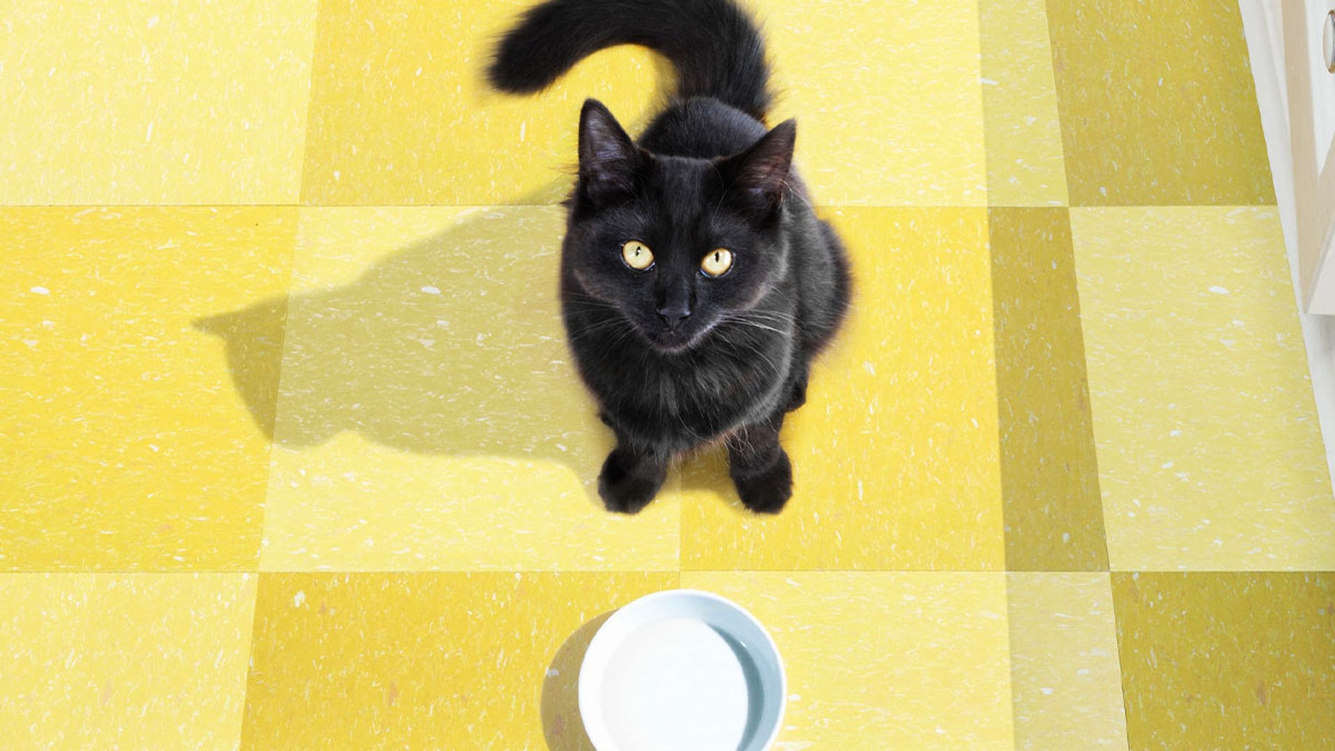 Ayuda a tu gato a mejorar su salud y tener más energía con estos probióticos