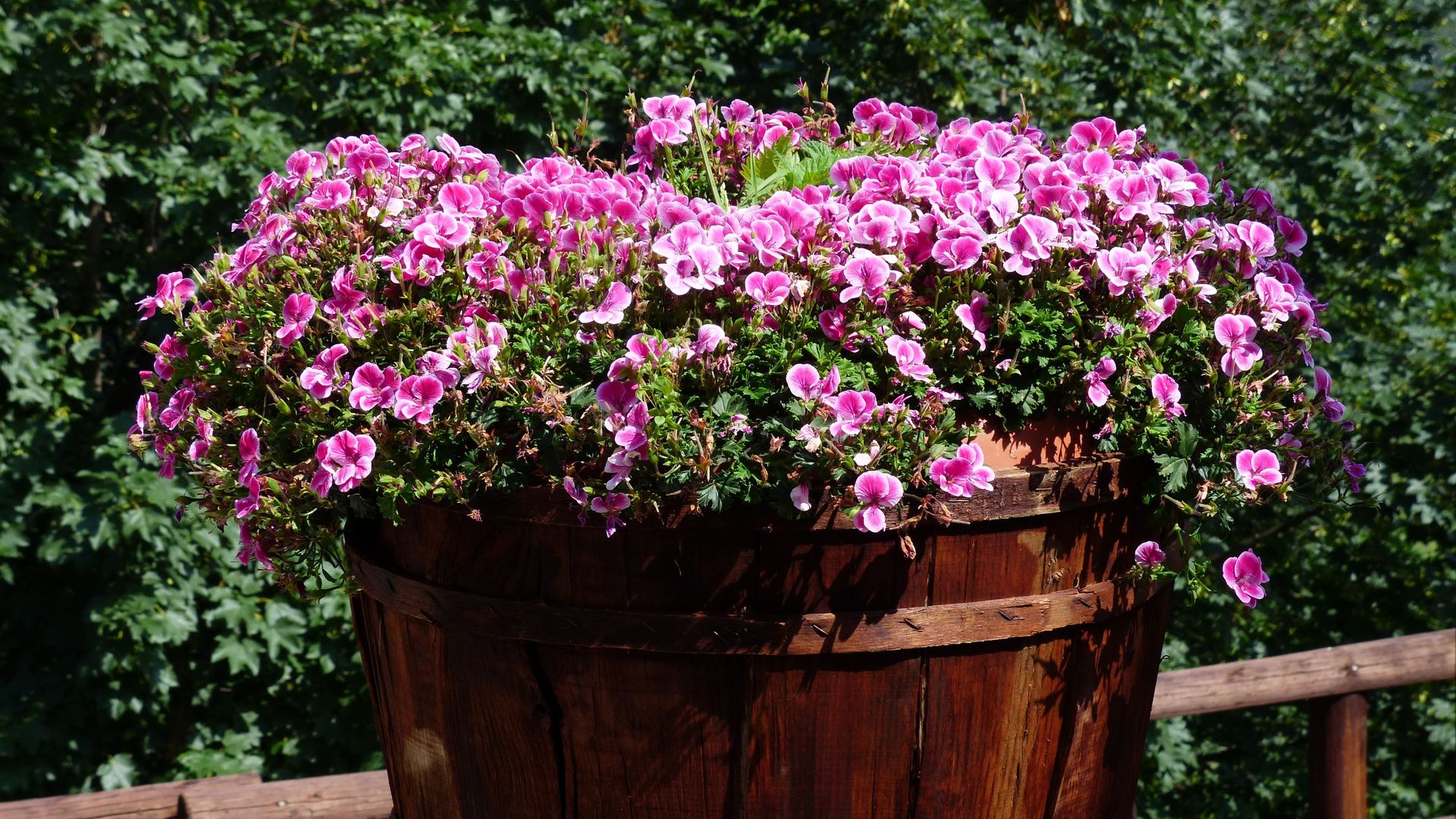 Geranio limón  (‘Pelargonium citrosum’) en una jardinera de madera