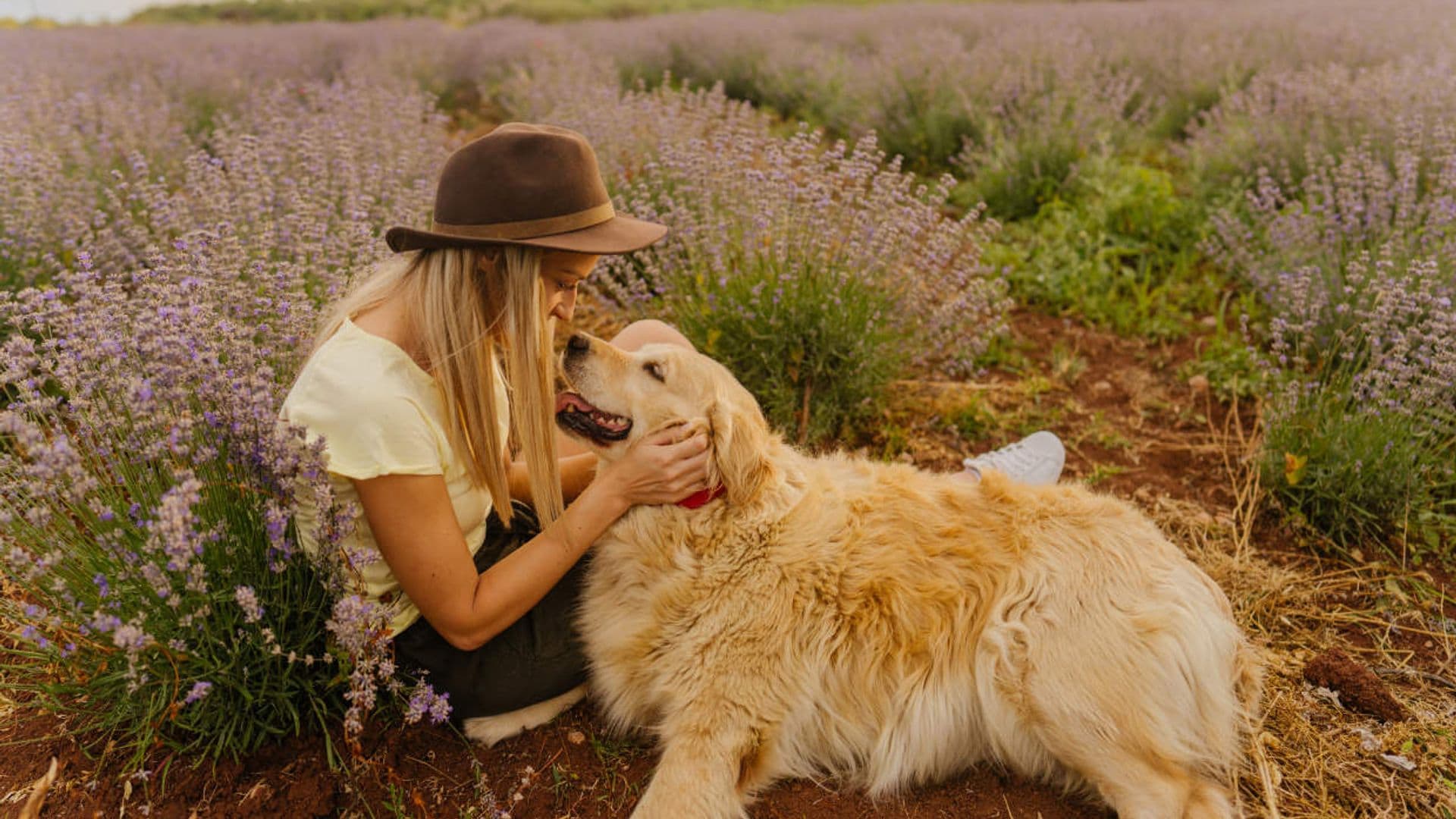 Consejos muy útiles para cuidar, educar y entender mejor a tu perro