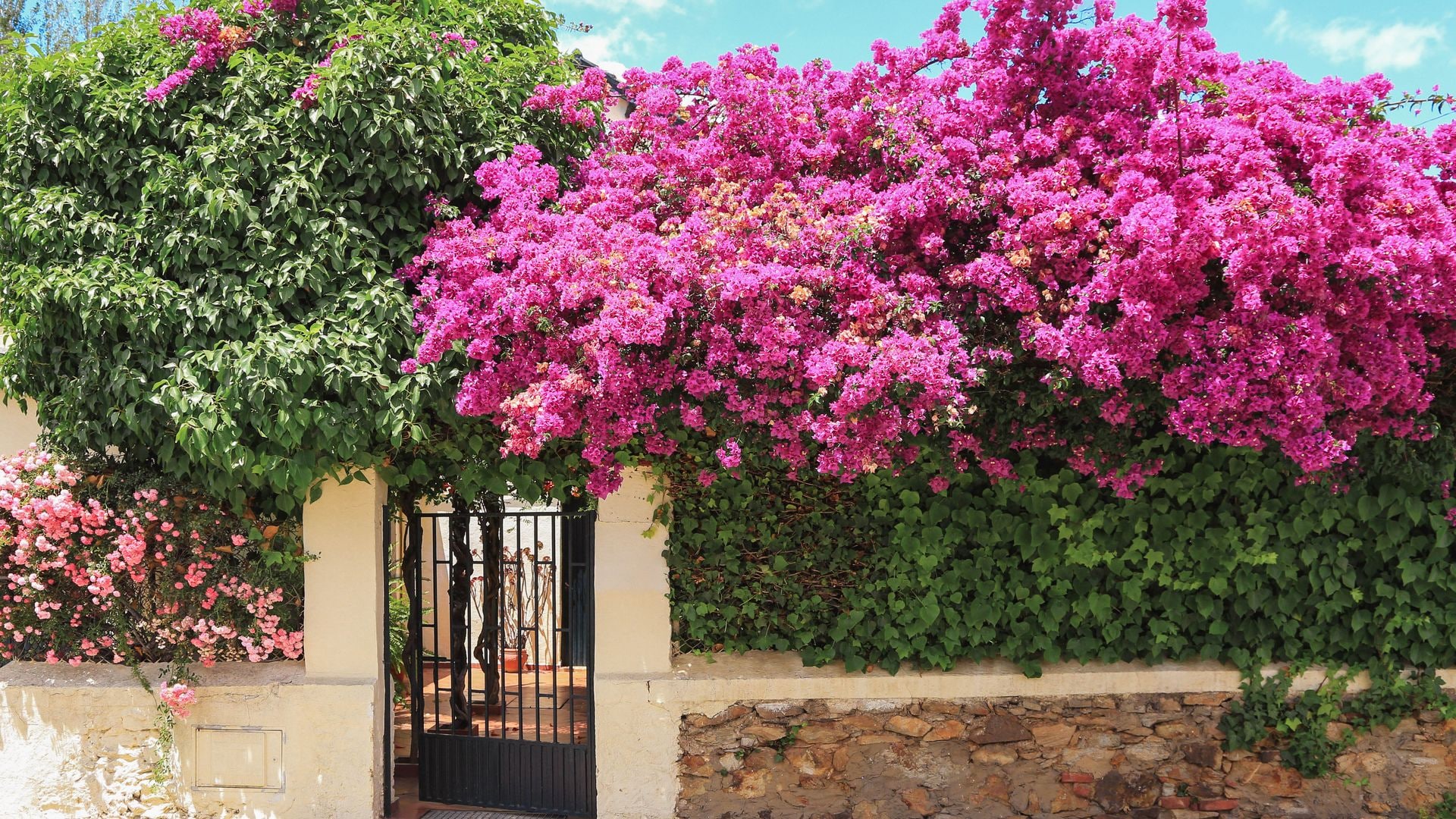 ¿Sabes cómo elegir las mejores plantas trepadoras para tu jardín en verano?