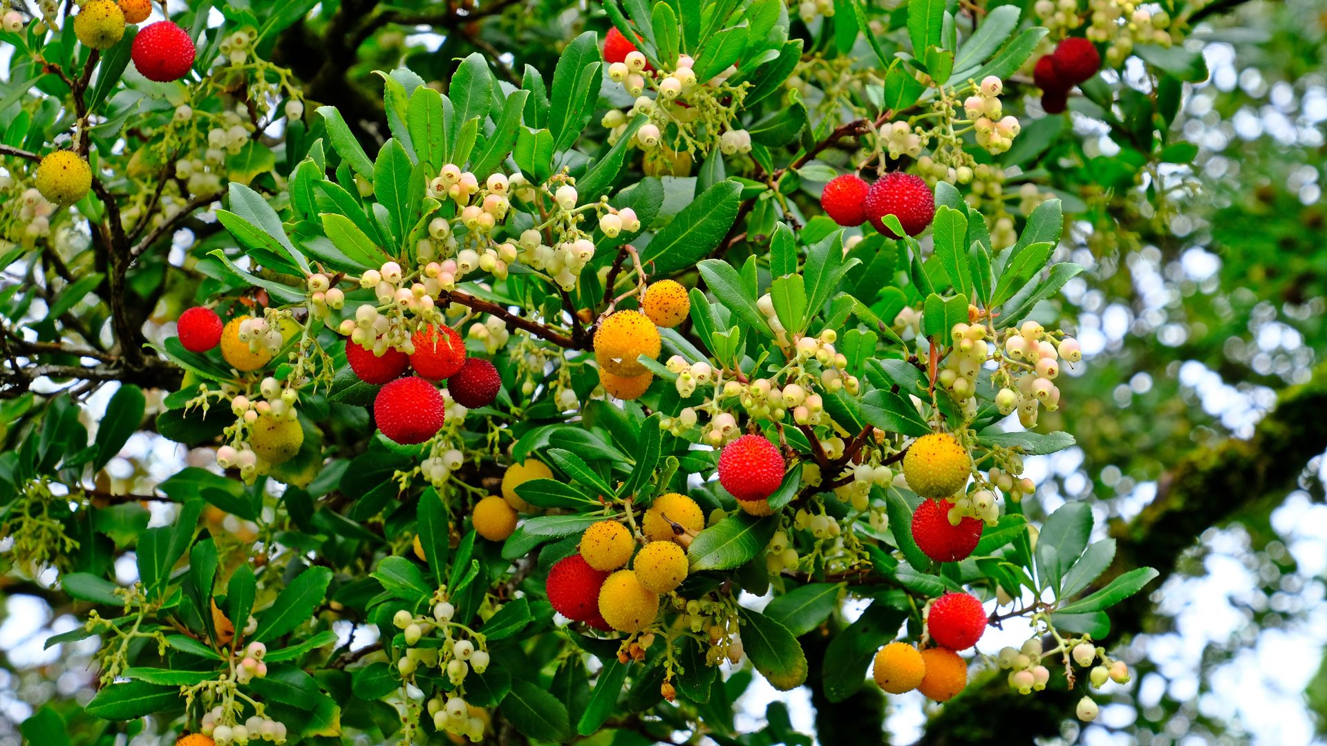 Madroño con frutos. 