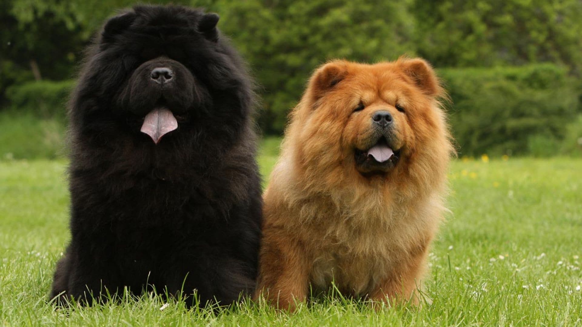 El chow chow, un curioso perro que presume de lengua azul