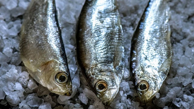 portada_pescado_blanco_azul