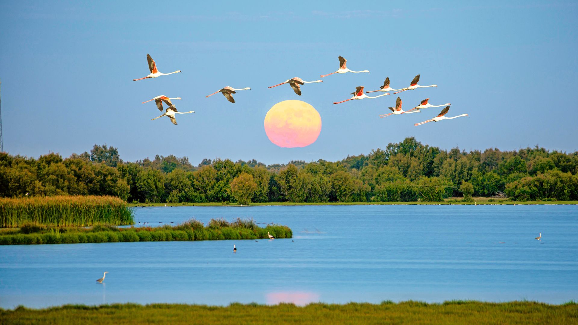 Por qué es importante visitar Doñana sin expectativas, según el biólogo Eloy Revilla