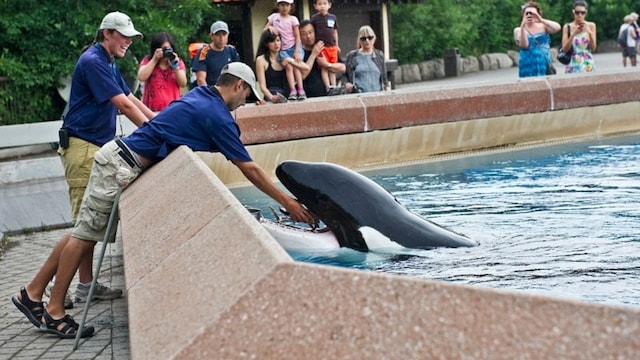 kiska t