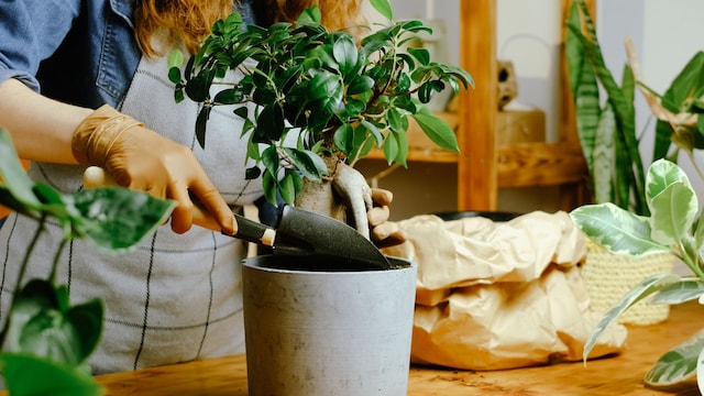 Mujer trasplantando una planta. 