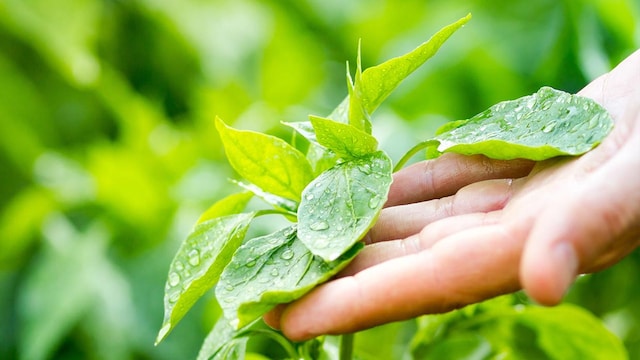 no tocar plantas