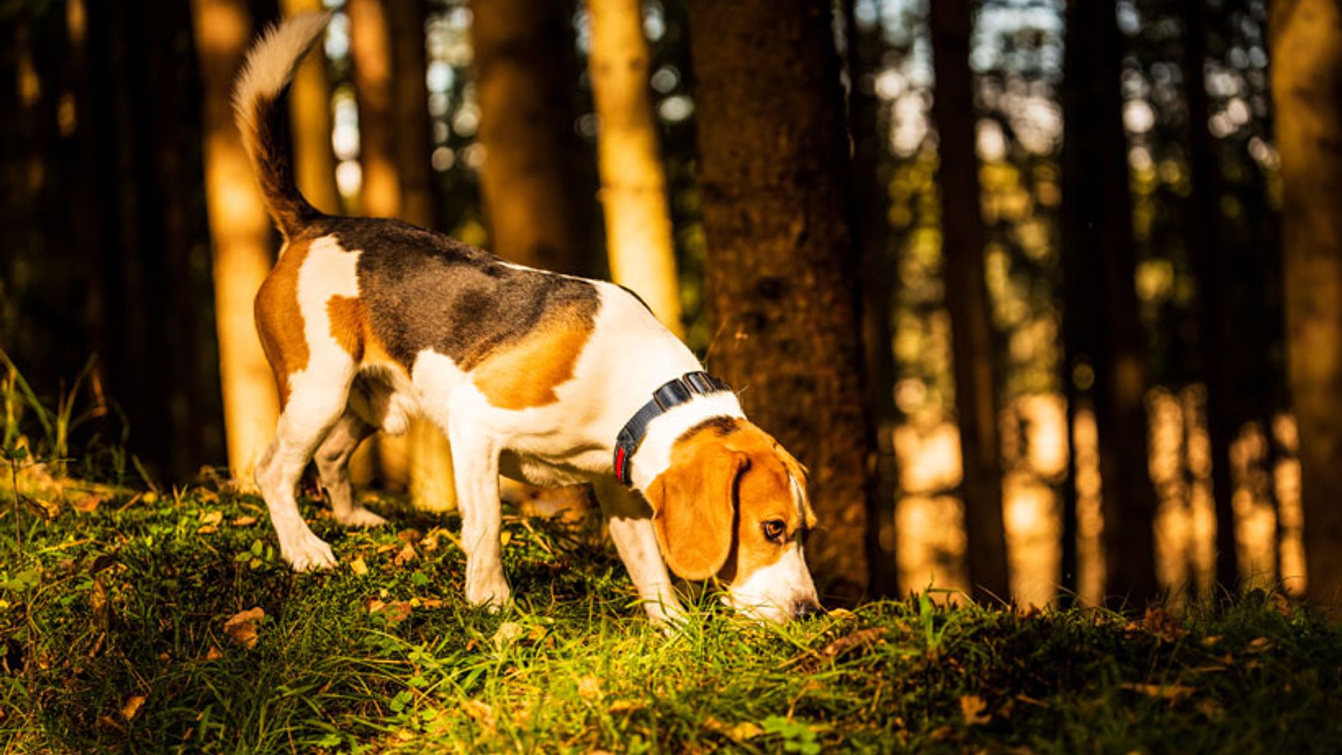 Oruga procesionaria: ¿cómo debemos actuar si entra en contacto con nuestro perro?