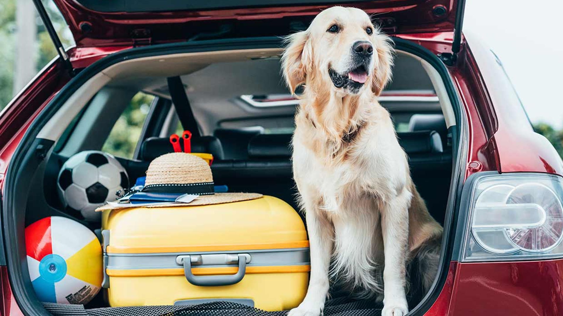 Trucos para viajar en coche con tu perro