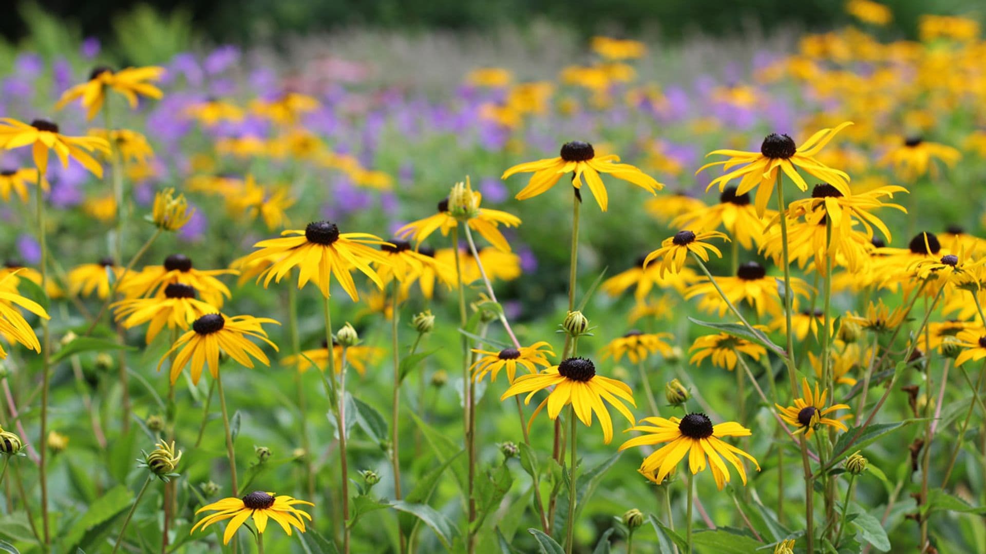 El cultivo de la rudbeckia, una planta de floración estival que alegrará tu jardín en verano