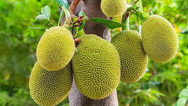 jackfruit