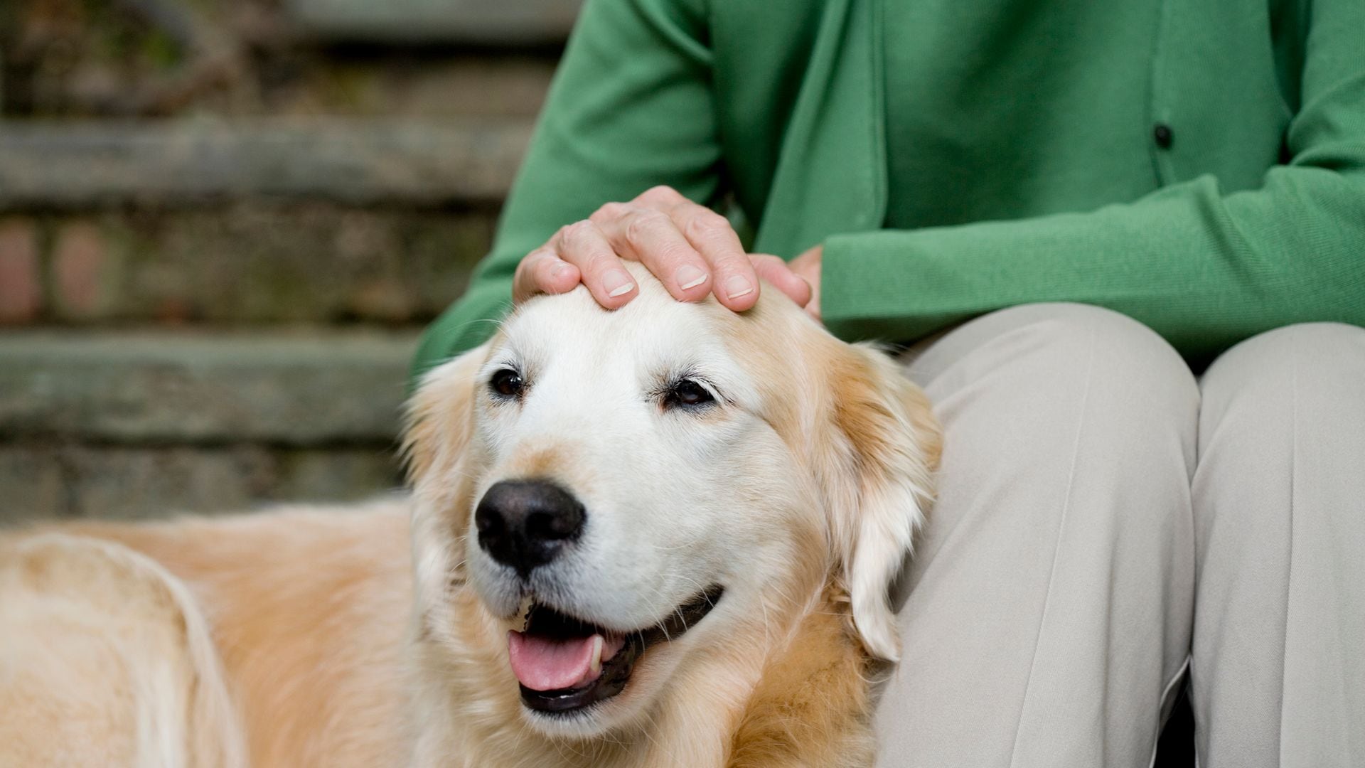 Qué son los condroprotectores para perros y cuándo deberías recurrir a ellos