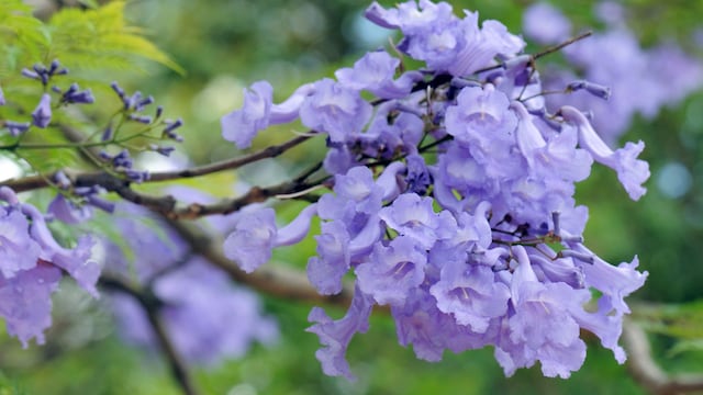 Primer plano de flores de la  Jacaranda mimosifolia