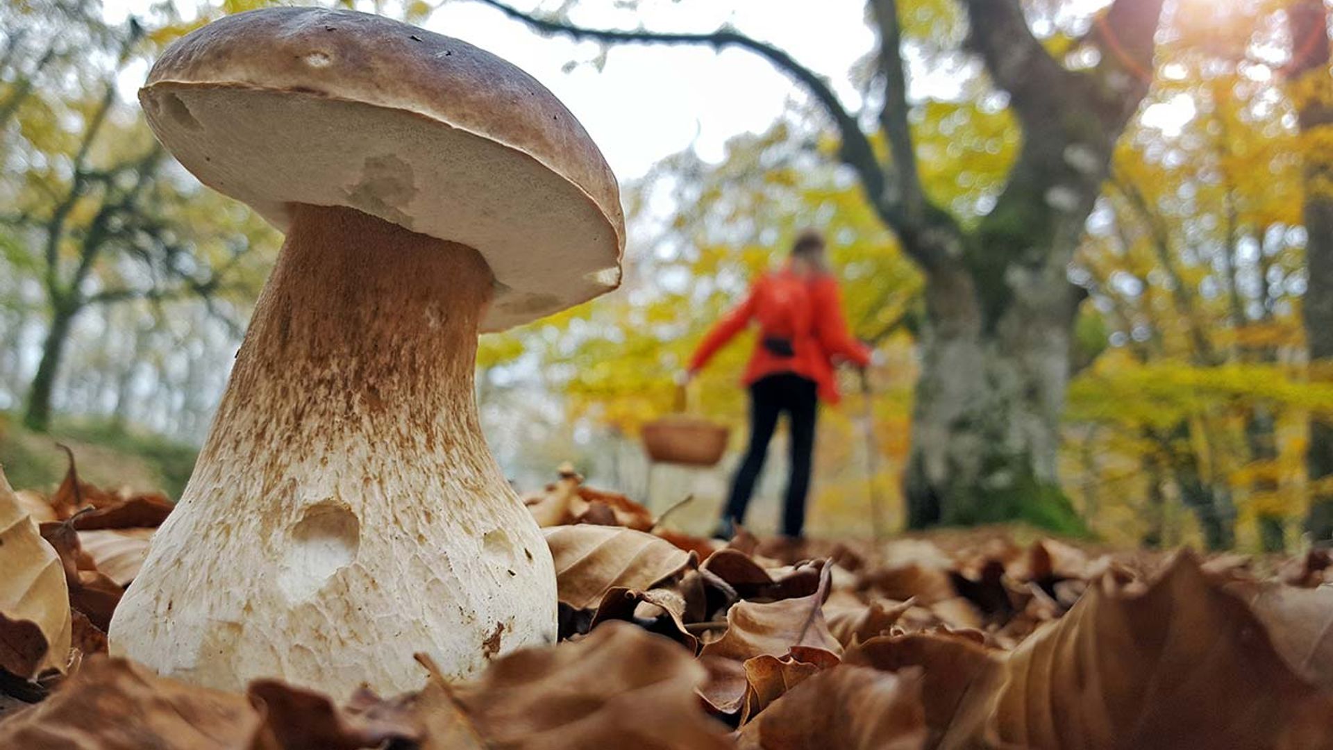 Los mejores bosques de España para coger setas esta temporada 2022