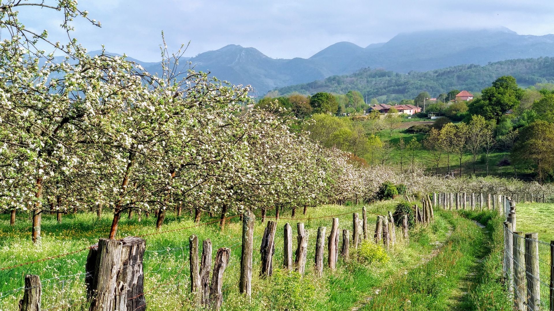 Descubre lagares y pomaradas en Asturias donde nace la sidra asturiana