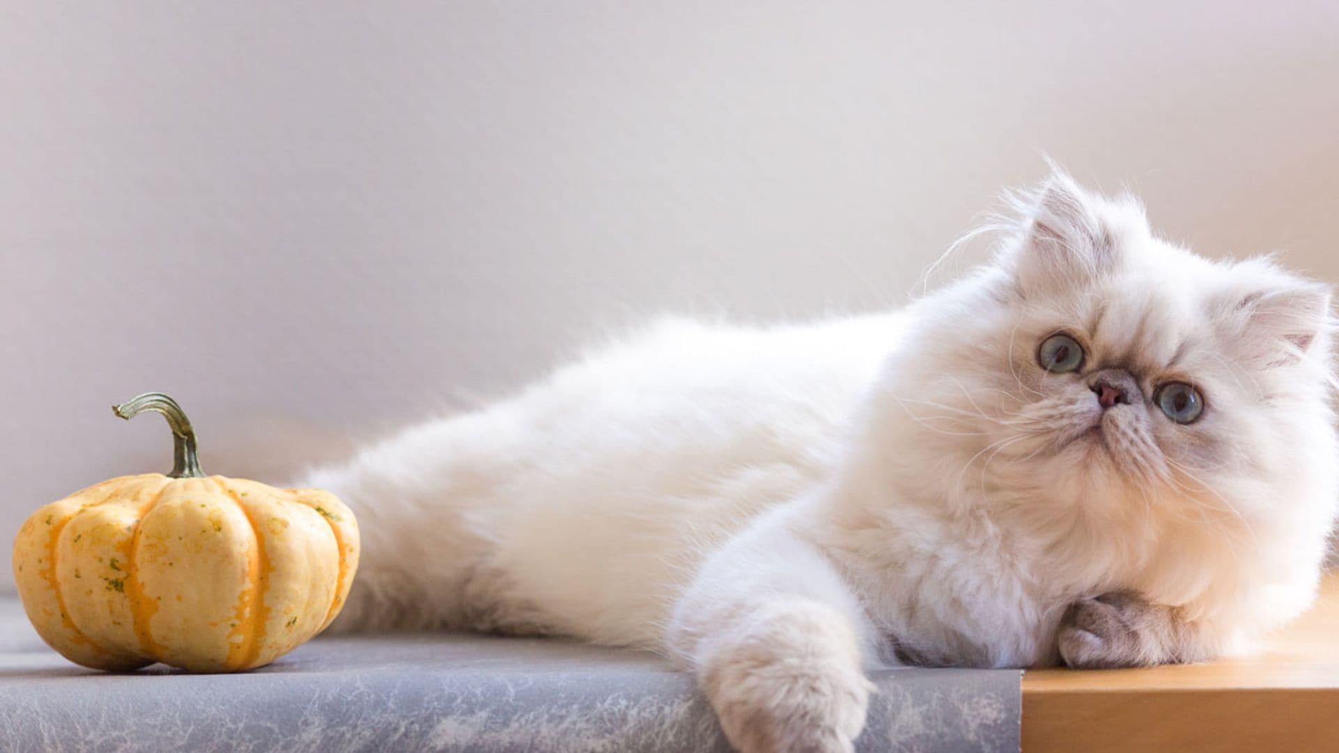 Gato persa: características de una de las razas de gatos más cariñosas y bellas