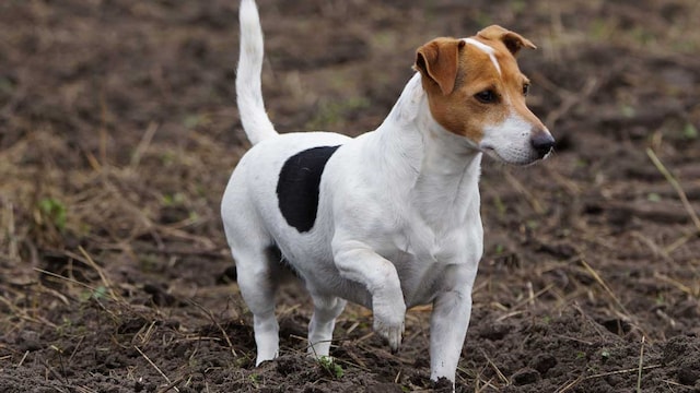 jack rusell terrier1
