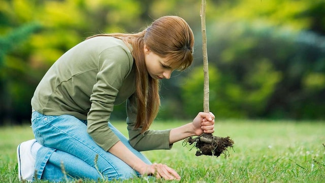 plantar arbol