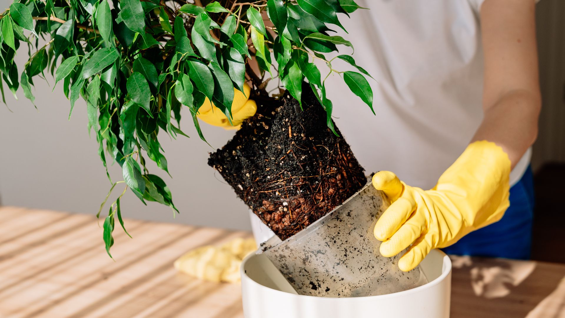 Trasplante de un ficus benjamina de un macetero pequeño a uno más grande, colocado sobre la mesa de casa; trasplante de una planta verde ornamental de interior.
