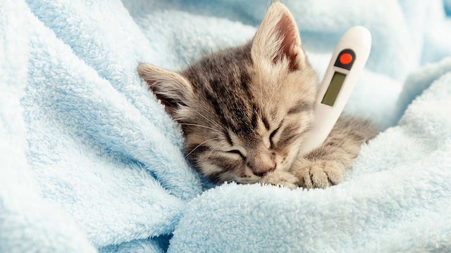 gato fiebre sintomas