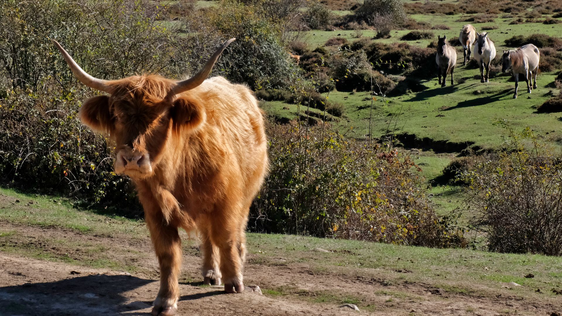 Uros y caballos Przewalsky, Paleolítico Vivo, Salguero de Juarros, Burgos