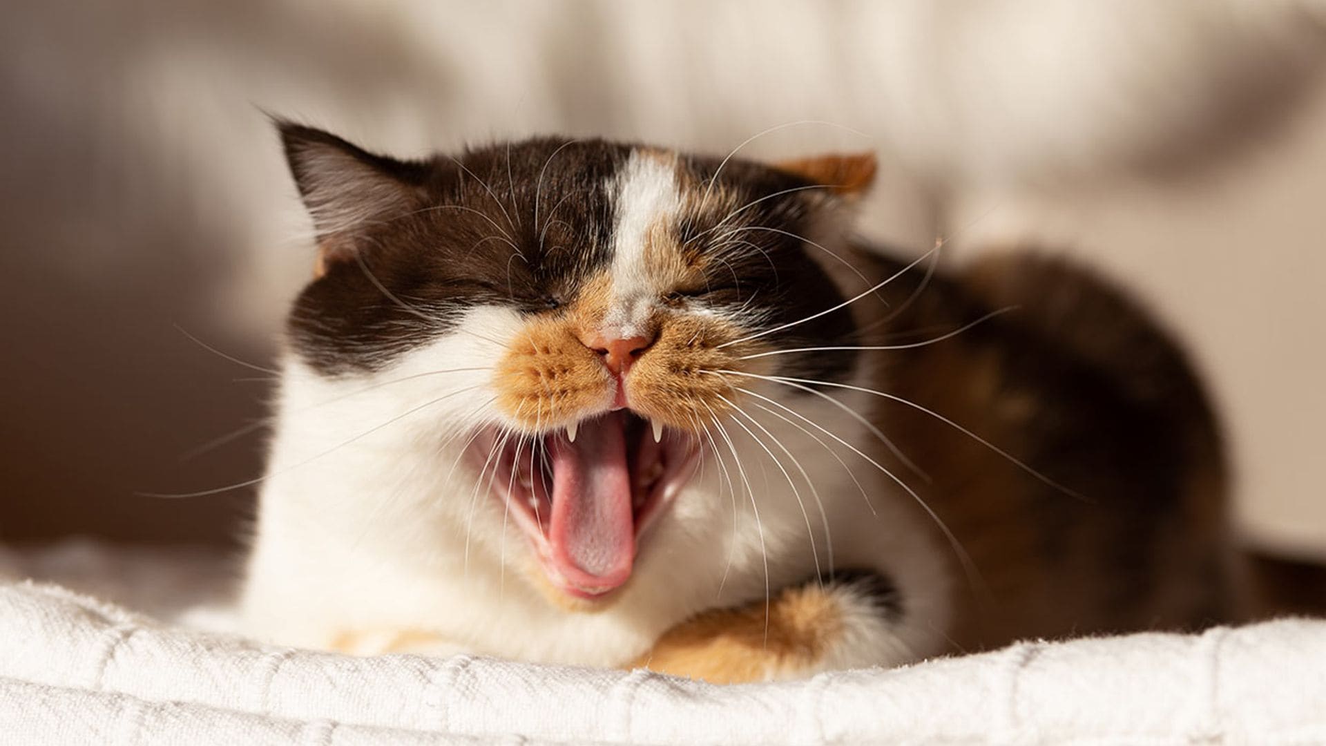 Razones por las que tu gato maúlla (y tú sigues sin comprender)