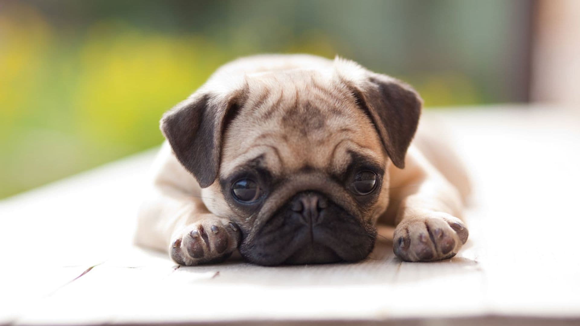 El 'pug', características de una de las razas más populares