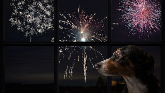 Recomendaciones para calmar a tu mascota en Año Nuevo