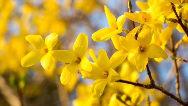 Flores amarillas de forsitia