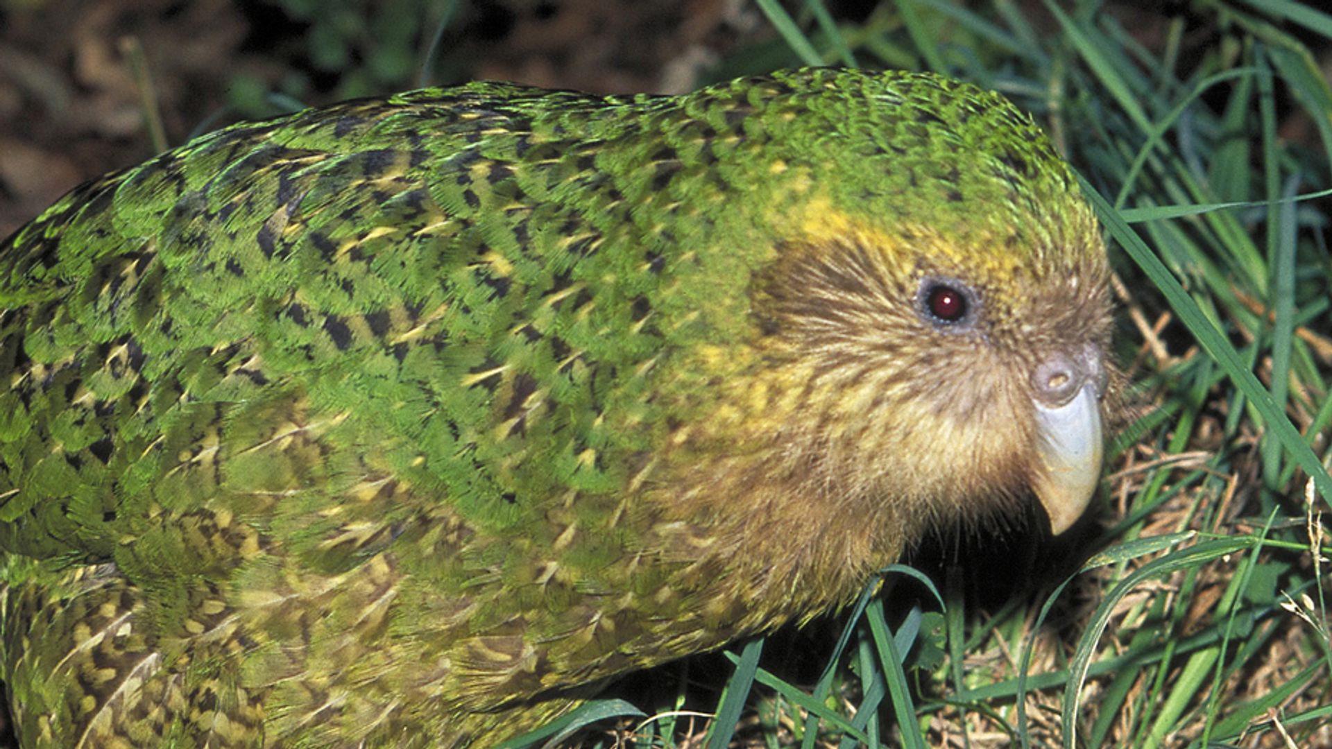El Kakapo es una especie de loro que habita en Nueva Zelanda y es el más gordo de su especie
