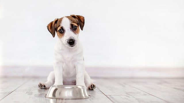 perros alergia