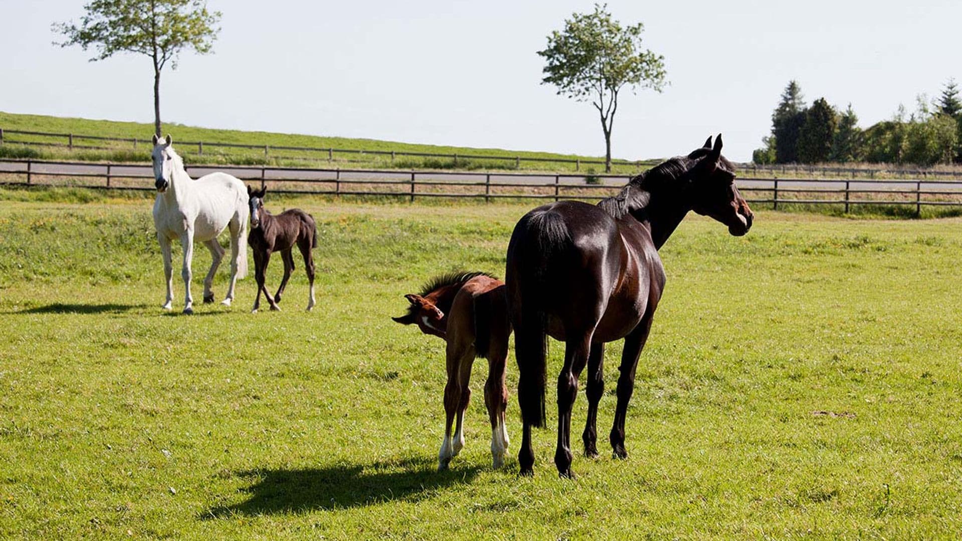 Shanaan, una iniciativa española para rehabilitar caballos rescatados