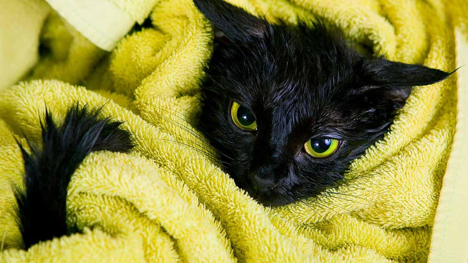 Errores frecuentes en el cuidado de tu gato que pueden desembocar en problemas de convivencia