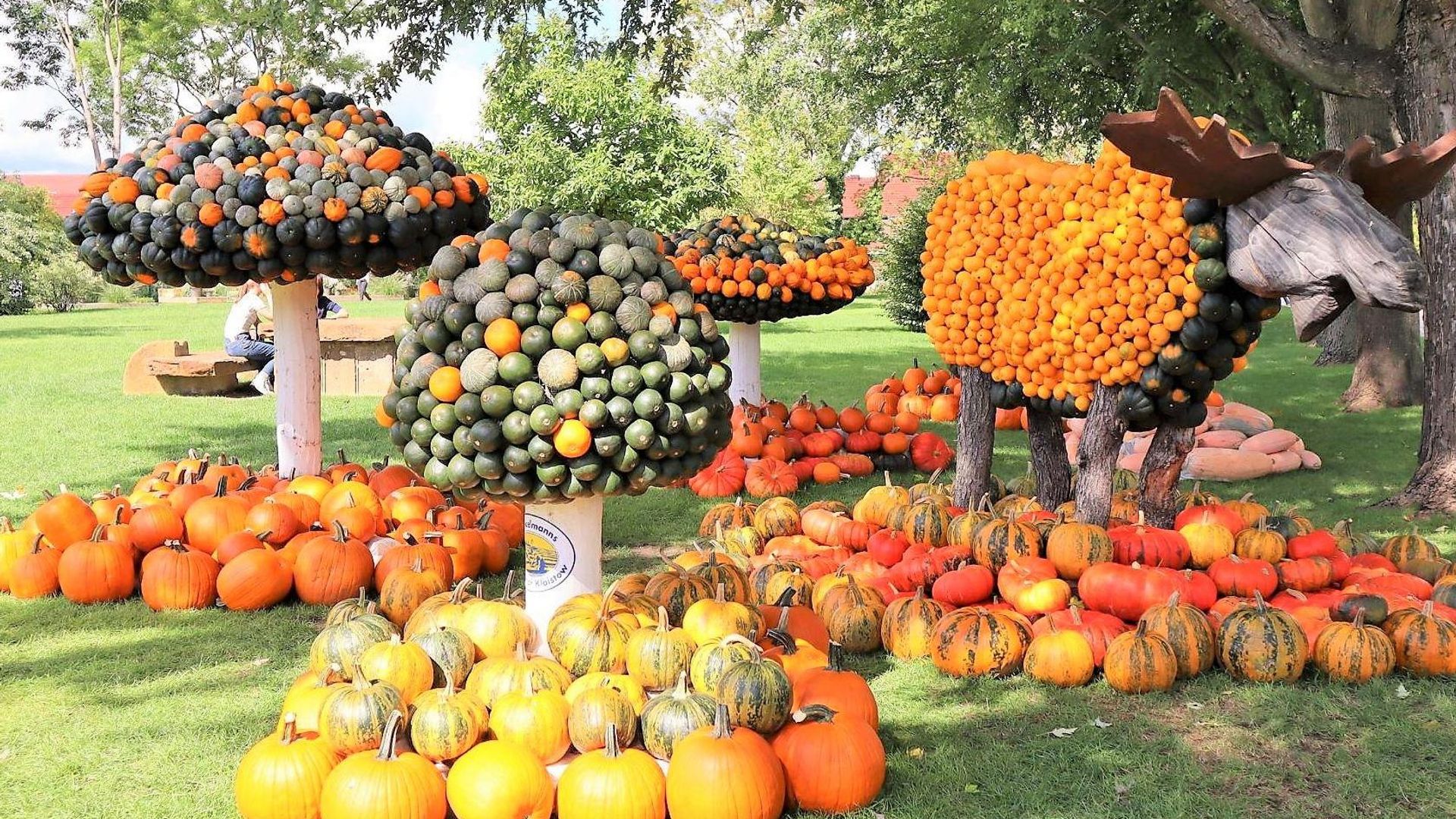 Las calabazas más terroríficas y las imágenes de animales más divertidas
