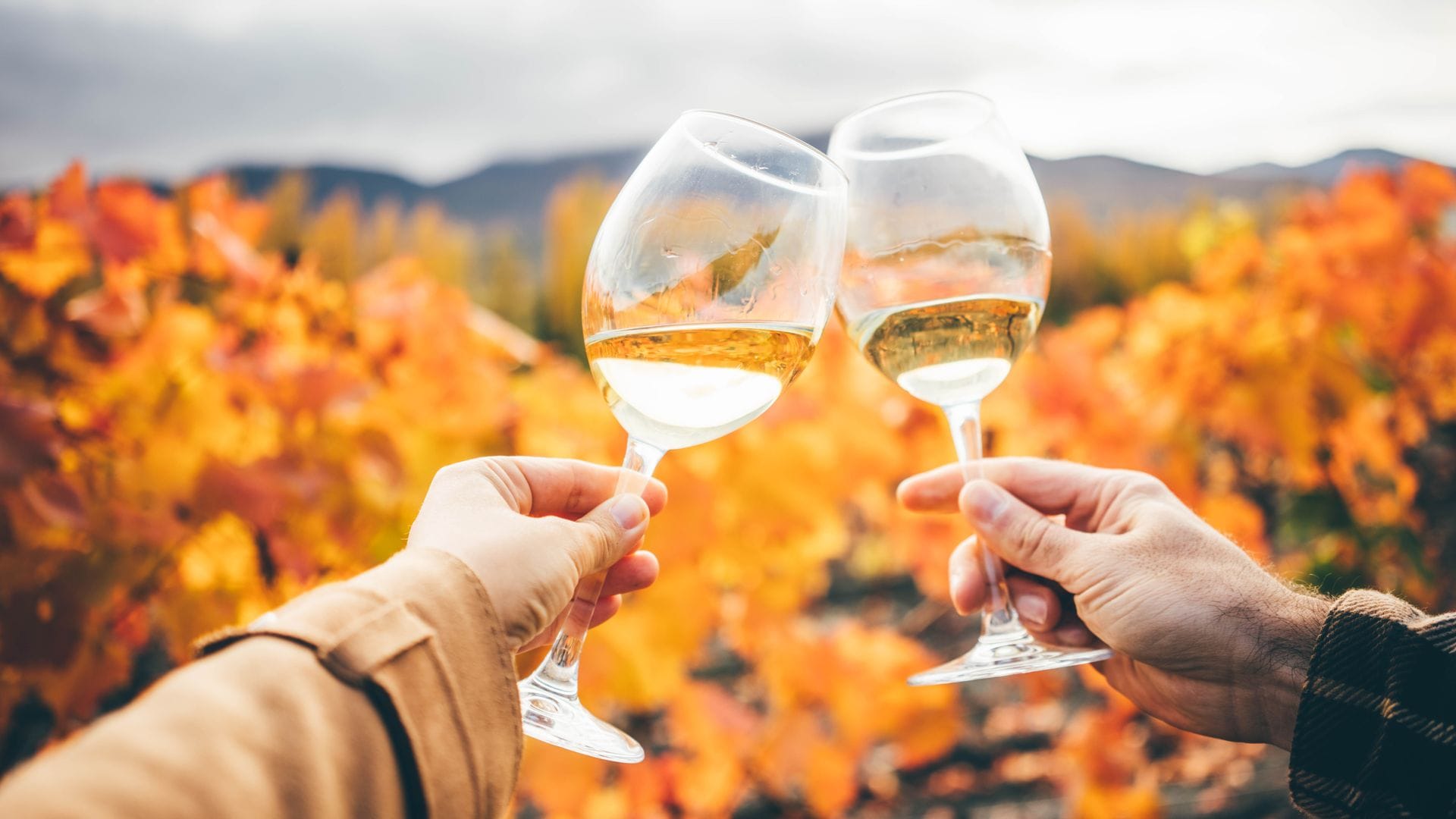 Tintos, blancos, rosados y espumosos: 25 vinos por menos de 20 euros ideales para comprar este Black Friday