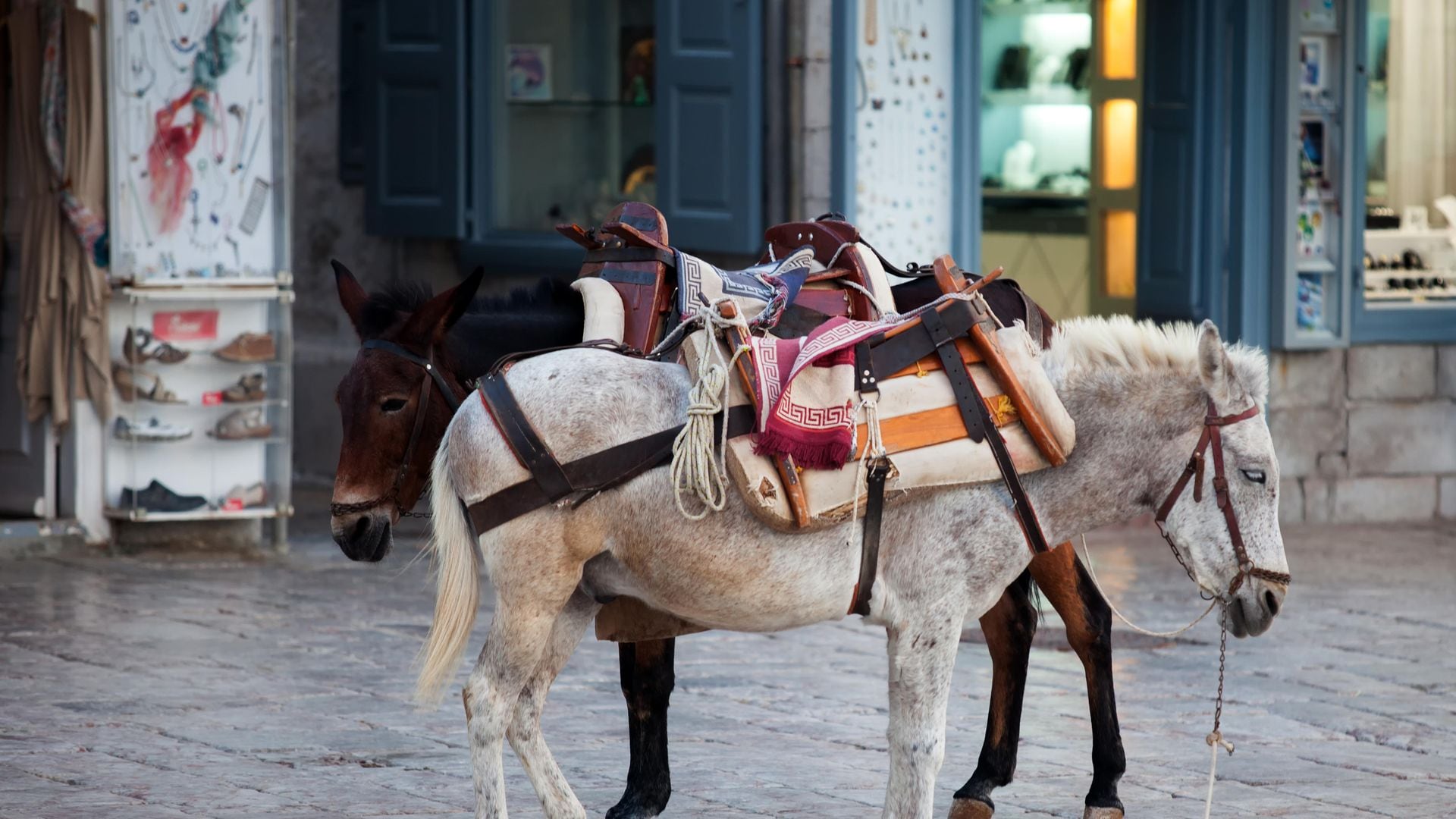 Los burros son el principal medio de transporte en la isla griega de Hydra