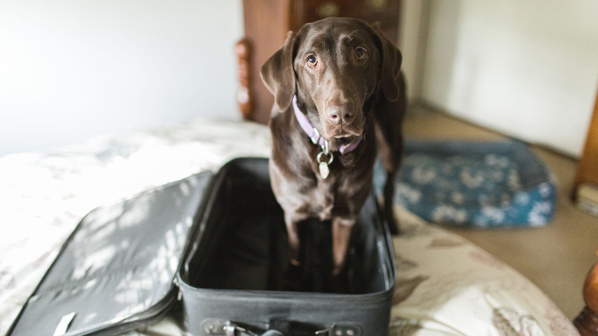 Perro metido en una maleta