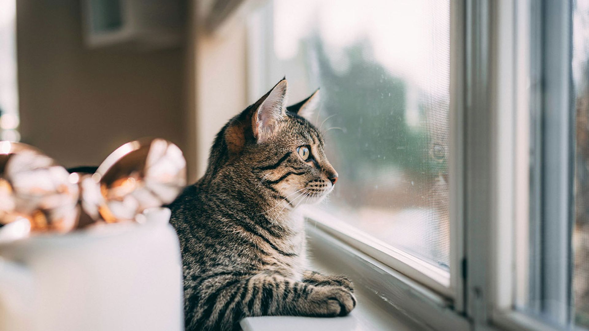 Guía de prevención de caídas felinas: todo lo que necesitas saber para evitar accidentes con tu gato