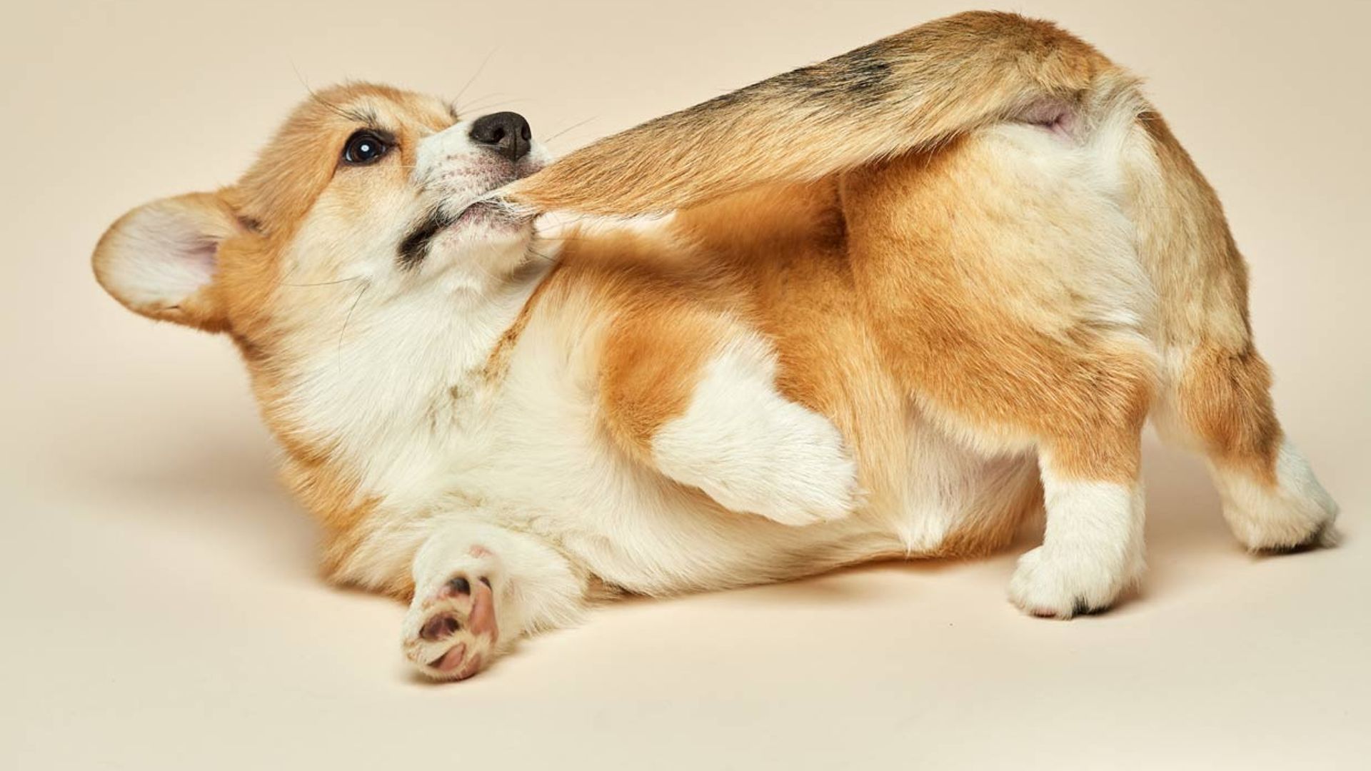 ¿Por qué mi perro se muerde constantemente la cola?