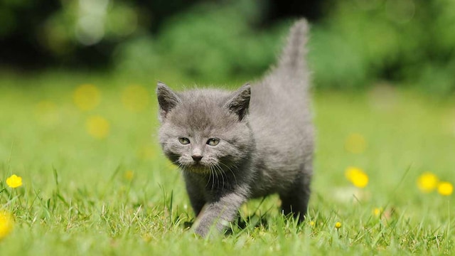 portada gato