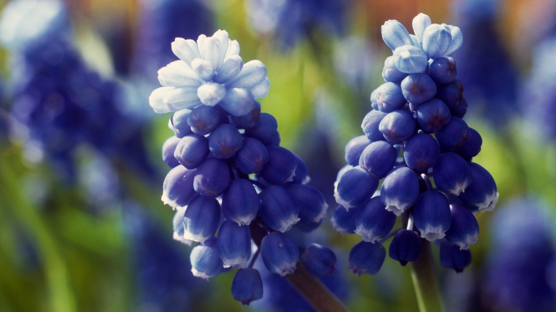 La planta de flores azules, fácil de cuidar y perfecta para principiantes, que puedes cultivar en jardín o maceta